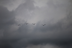 806_Merkinger-6