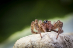 Jumping, Spider, Arachnid, jump, fear, staring, eyes, spiderling, anguish, phobia, stone, background, rock, insect,