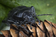Black, Beetle, Bug, fir cone, cone, rotten carcass, green, brown