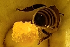 Die-fleissige-Hummel