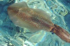 Tintenfisch-im-Roten-Meer
