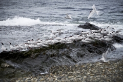 Patagonien19_DSC6077