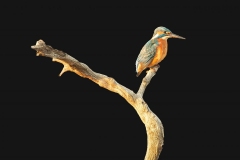 Eisvogerl-scaled