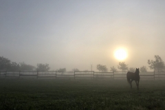 Morgenstimmung-scaled