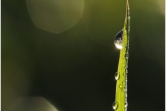 Morgentau-scaled