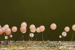 Schleimpilze-Comatrichia-Nigra