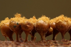 Schleimpilzkugeln-scaled